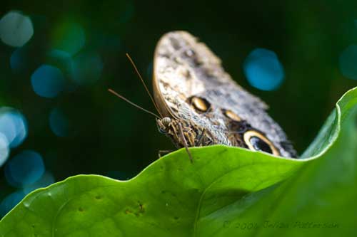 Butterfly Menaces, Copyright 2006 Jeliza Patterson, JEPphoto.com